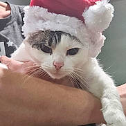 Big Kitty is registered to the contest to win money with this photo: animal, black_and_white_cat, cat, christmas, close_up, cute, domestic_cat, expression, feline, fur, hand, holiday, indoor, paw, person_holding_cat, pet, pink_nose, santa_hat, whiskers, white_cat