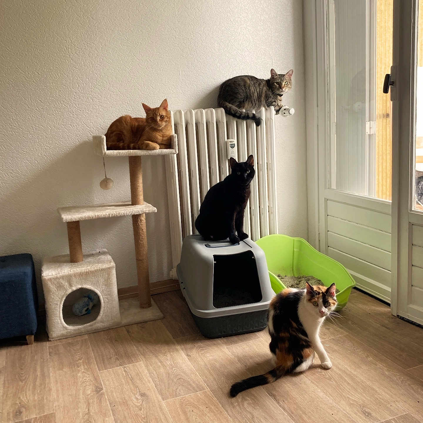 Nos Bébés a rejoint le concours — aidez-le/la à gagner de superbes lots ! abyssinian, animal, architecture, building, canine, cat, den, dog, dogbed, furniture, hardwood, indoors, interiordesign, kitten, livingroom, manx, pet, room, stainedwood, wood