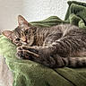 Jane participe au concours pour gagner de l'argent avec cette photo : alert, animal, bed, cat, comfortable, cozy, cute, domestic_animal, feline, fur, green_blanket, indoor, paw, pet, relaxed, resting, sleepy, soft_texture, tabby, whiskers