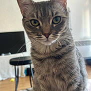 Jane a rejoint le concours — aidez-le/la à gagner de superbes lots ! animal, background_blur, cat, closeup, companion, curious, domestic, feline, fur, green_eyes, household, indoor, pet, portrait, sitting, soft_light, stool, tabby, whiskers, wooden_floor