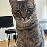 animal, background_blur, cat, closeup, companion, curious, domestic, feline, fur, green_eyes, household, indoor, pet, portrait, sitting, soft_light, stool, tabby, whiskers, wooden_floor
