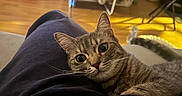 Jane participe au concours pour gagner de l'argent avec cette photo : animal, blanket, cat, clothing, cozy, curious, ears, feline, fur, furniture, home, indoor, lap, person, pet, relaxed, tabby_cat, television, whiskers, wooden_floor