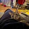 animal, blanket, cat, clothing, cozy, curious, ears, feline, fur, furniture, home, indoor, lap, person, pet, relaxed, tabby_cat, television, whiskers, wooden_floor