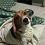 Oliver joined the competition — help win amazing prizes! dog, beagle, pet, bed, blanket, quilt, indoor, brown, white, fur, animal, looking_up, paws, snuggled, cozy, home, curious, ears, canine, domestic