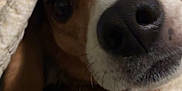 Oliver joined the competition — help win amazing prizes! dog, close_up, blanket, cozy, nose, face, fur, brown, white, black, pet, indoors, comfort, snuggled, animal, cute, portrait, warm, resting, relaxed