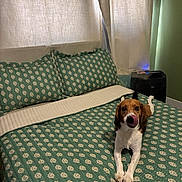 Oliver is registered to the contest to win money with this photo: dog, bed, bedding, pillow, curtain, room, animal, pet, lying_down, tongue_out, green, white, indoor, cozy, sleeping_area, furniture, comfort, domestic, relaxed, cute