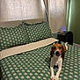dog, bed, bedding, pillow, curtain, room, animal, pet, lying_down, tongue_out, green, white, indoor, cozy, sleeping_area, furniture, comfort, domestic, relaxed, cute