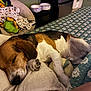 Oliver joined the competition — help win amazing prizes! dog, beagle, sleeping, bed, pillow, quilt, blanket, plush_toy, chair, pet_bowls, indoor, resting, cozy, fur, paw, home, comfort, animal, tricolor, napping