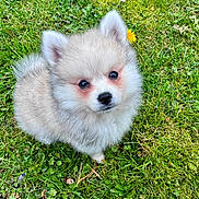 Neva participe au concours pour gagner de l'argent avec cette photo : adorable, animal, canine, cute, dog, eyes, flower, fluffy, fur, grass, green, nature, outdoor, park, pet, puppy, sitting, small, spring, young