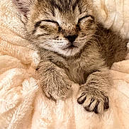 Nami joined the competition — help win amazing prizes! kitten, cat, tabby, sleeping, sleepy, closed_eyes, fur, whiskers, paws, claws, ears, nose, face, portrait, cute, cozy, blanket, indoors, resting, warm_lighting