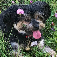 Nikita participe au concours pour gagner de l'argent avec cette photo : animal, bell, closeup, collar, cute, dog, flower, fur, grass, greenery, happy, nature, outdoor, pet, pink_tongue, playful, relaxed, small_dog, tag, tongue_out