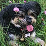 animal, bell, closeup, collar, cute, dog, flower, fur, grass, greenery, happy, nature, outdoor, pet, pink_tongue, playful, relaxed, small_dog, tag, tongue_out