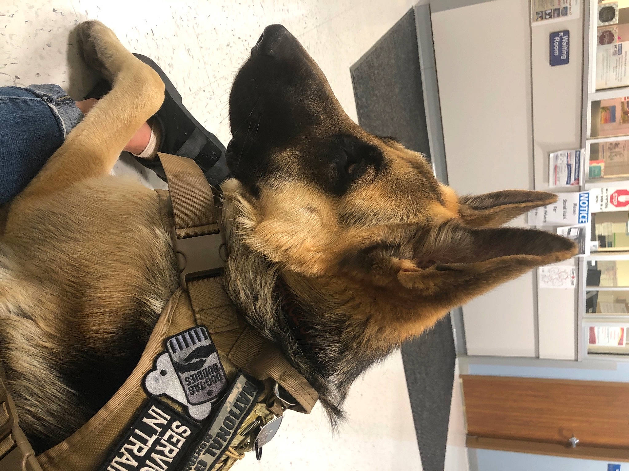 Gunner is registered to the contest to win money with this photo: belgian_shepherd_malinois, cabinetry, canidae, carnivore, dog, dog_breed, fawn, fur, german_shepherd_dog, herding_dog, king_shepherd, old_german_shepherd_dog, paw, pet_supply, police_dog, refrigerator, shelf, shelving, snout, working_animal