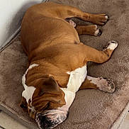Marcel a rejoint le concours — aidez-le/la à gagner de superbes lots ! brown_and_white, bulldog, close_up, corner, cozy, dog, dog_bed, face, floor, fur, indoor, mat, muzzle, napping, paws, pet, resting, sleeping, tile_floor, wrinkles