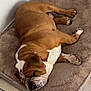 brown_and_white, bulldog, close_up, corner, cozy, dog, dog_bed, face, floor, fur, indoor, mat, muzzle, napping, paws, pet, resting, sleeping, tile_floor, wrinkles