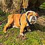 Marcel a rejoint le concours — aidez-le/la à gagner de superbes lots ! animal, brown_and_white, bulldog, dog, domestic_animal, grass, harness, leash, mud, nature, outdoors, paws, pet, portrait, sitting, sunlight, tree, tree_trunk, underbite, wrinkled_face