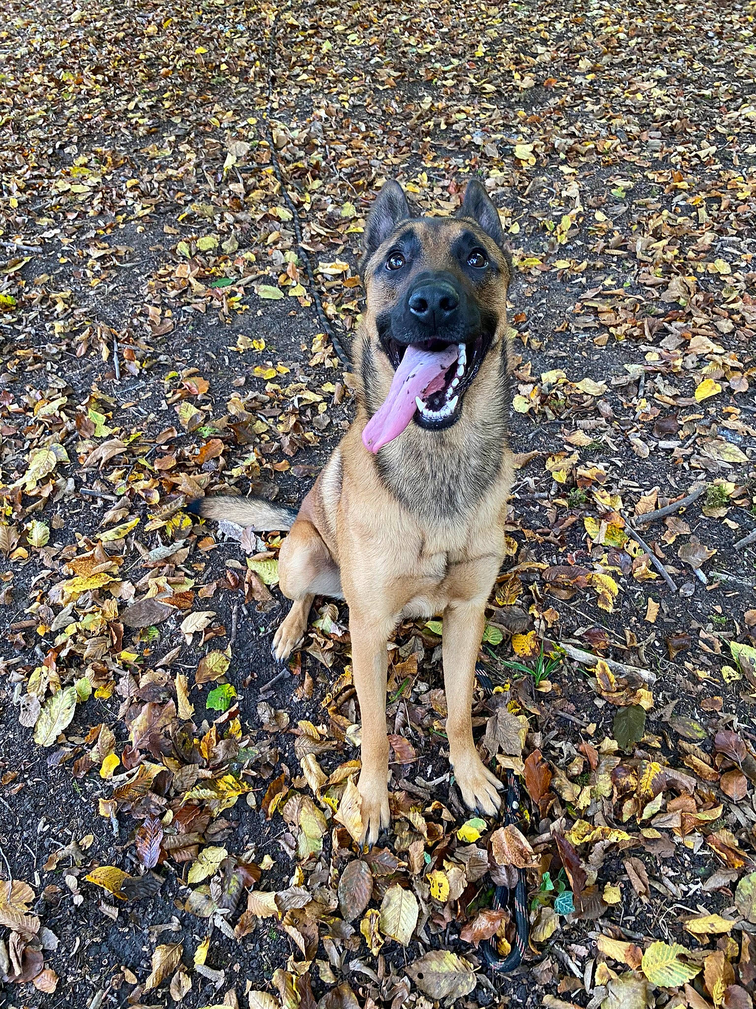 Shiro a rejoint le concours — aidez-le/la à gagner de superbes lots ! asphalt, carnivore, collar, companion_dog, dog, dog_breed, dog_collar, dog_supply, fawn, leash, pet_supply, plant, road_surface, sidewalk, soil, sporting_group, street_dog, tail, tar, working_animal