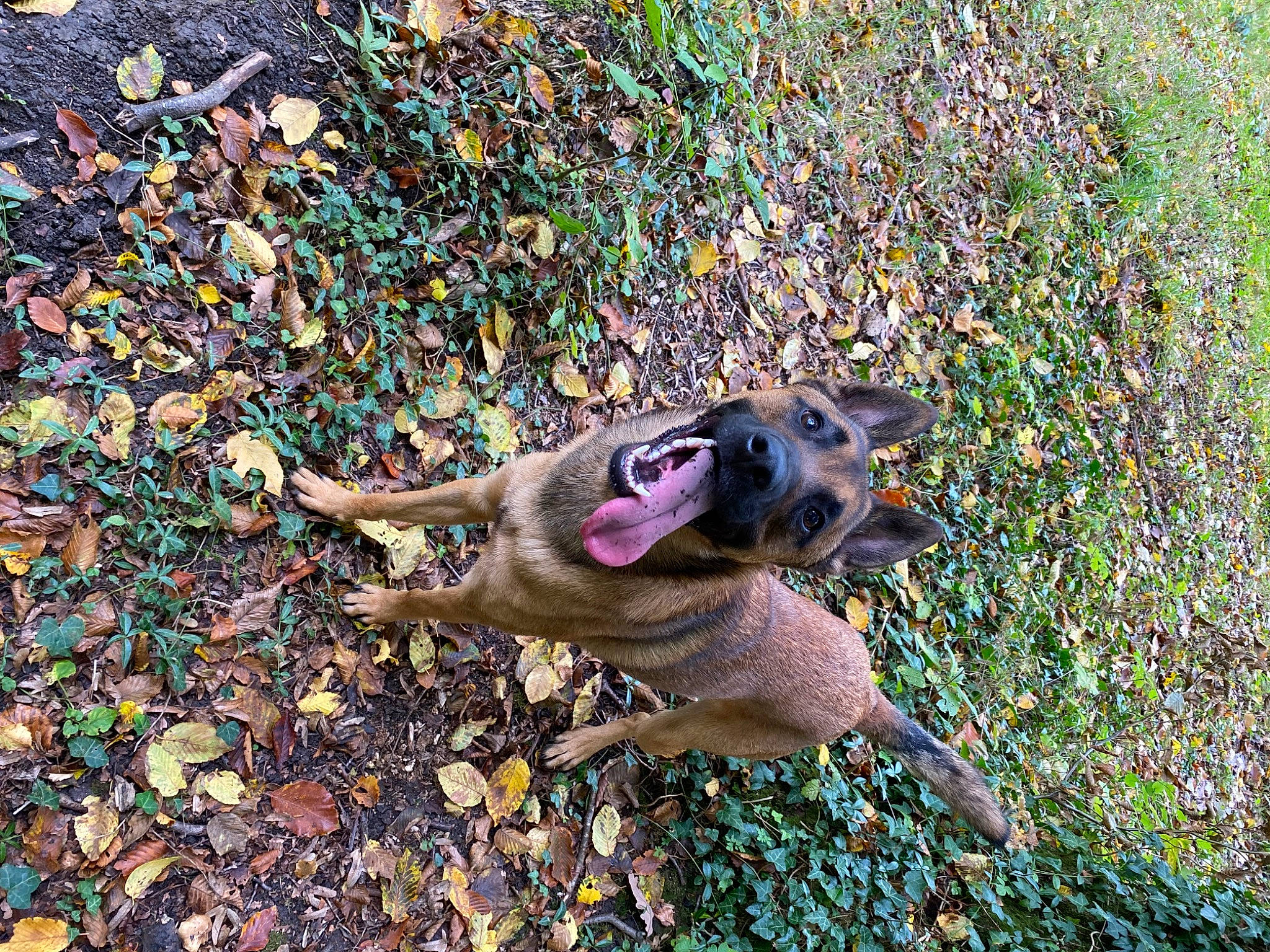 Shiro participe au concours pour gagner de l'argent avec cette photo : asphalt, beak, canidae, carnivore, dog_breed, duck, fawn, felidae, fish, grass, groundcover, plant, reptile, road_surface, snout, soil, sporting_group, tail, terrestrial_animal, wildlife