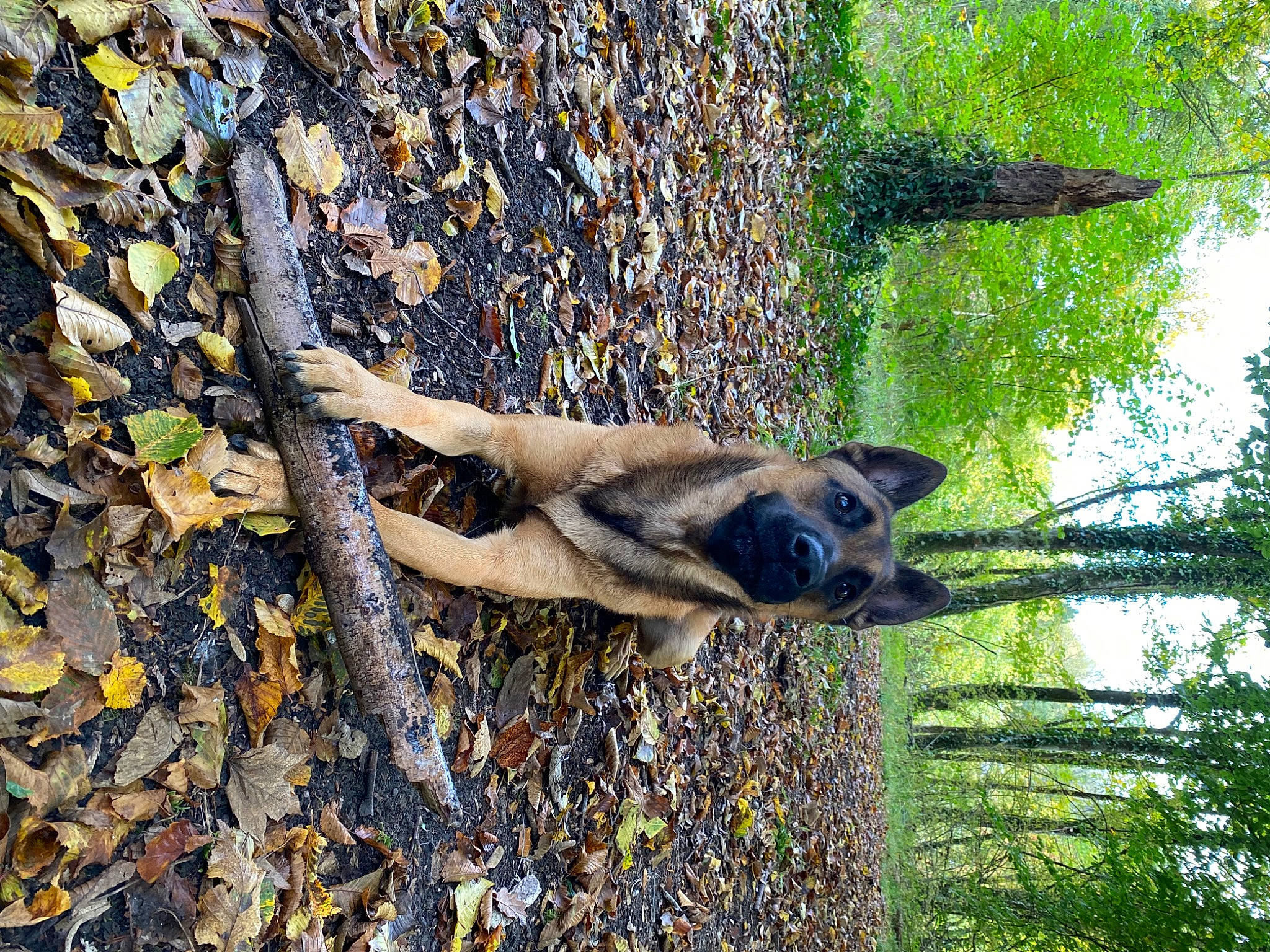 Shiro a rejoint le concours — aidez-le/la à gagner de superbes lots ! bedrock, canidae, carnivore, dog, dog_breed, fawn, grass, natural_material, organism, plant, rock, sporting_group, tail, terrestrial_animal, tree, trunk, twig, wildlife, wood, working_animal