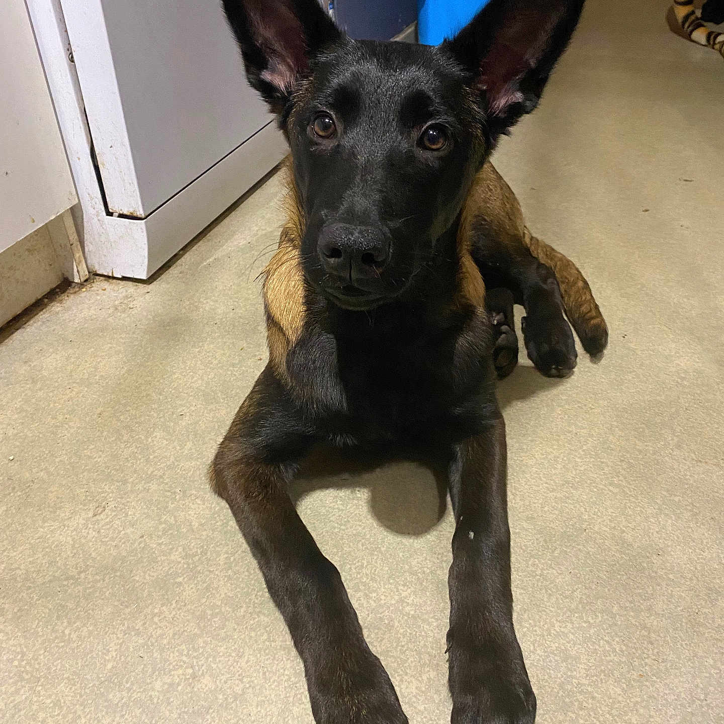 Vanille participe au concours pour gagner de l'argent avec cette photo : accessories, animal, bulldog, canine, dog, door, germanshepherd, hound, husky, labradorretriever, leash, pet, plywood, policedog, puppy, snout, strap, wood