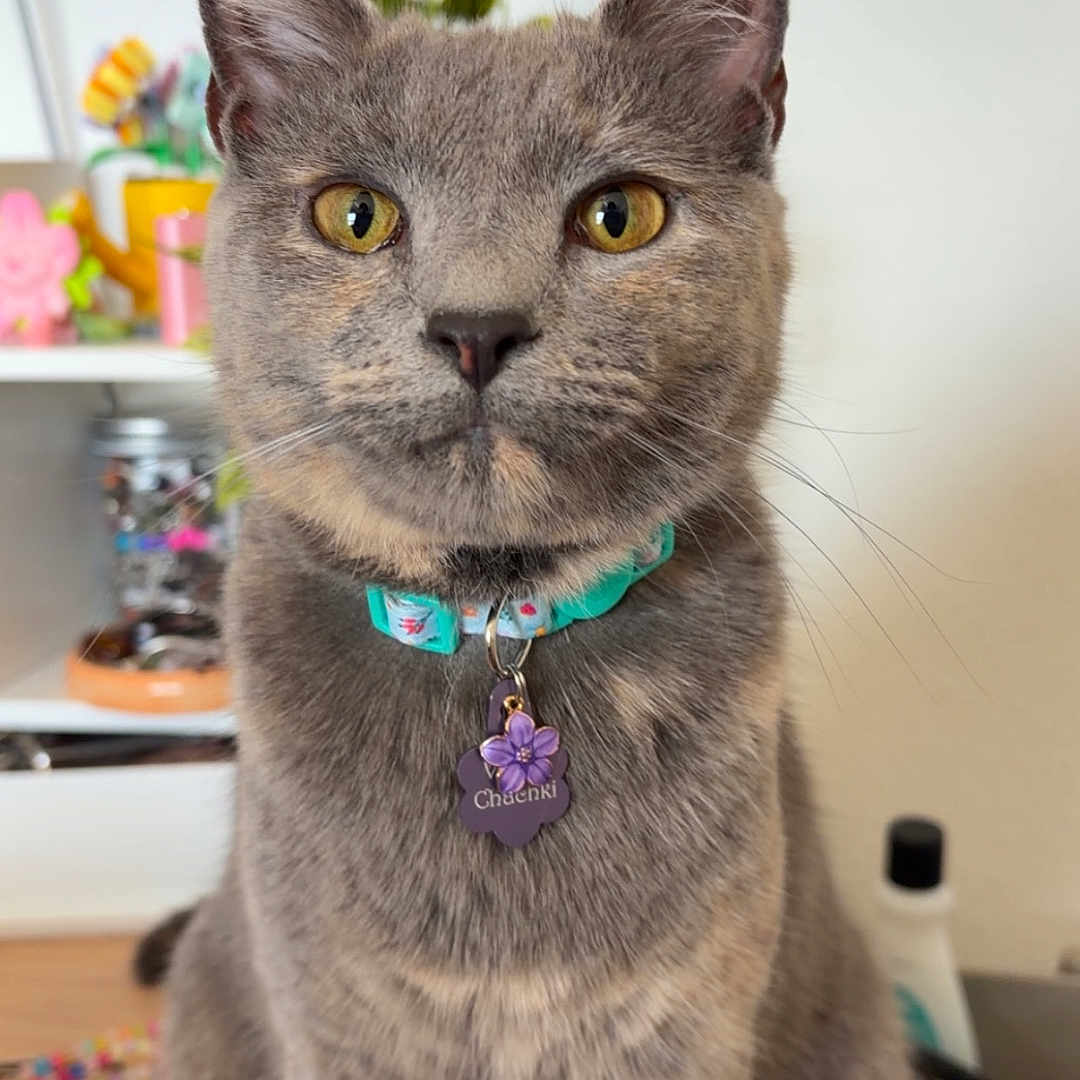 Violet Chachki joined the competition — help win amazing prizes! cat, gray_cat, sitting, yellow_eyes, collar, tag, table, beads, indoor, pet, domestic_animal, fur, whiskers, face, ears, curious, closeup, household_items, background, cute