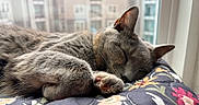 Violet Chachki is registered to the contest to win money with this photo: cat, sleeping, gray_cat, paw, floral_quilt, window, daylight, indoor, cozy, relaxed, pet, fur, closeup, domestic_cat, animal, napping, peaceful, soft_light, urban_background, whiskers