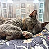 cat, sleeping, gray_cat, paw, floral_quilt, window, daylight, indoor, cozy, relaxed, pet, fur, closeup, domestic_cat, animal, napping, peaceful, soft_light, urban_background, whiskers