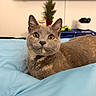 Violet Chachki is registered to the contest to win money with this photo: cat, gray_cat, pet, animal, indoor, blanket, blue_blanket, fur, whiskers, ears, eyes, cute, feline, looking, resting, houseplant, blurred_background, domestic_animal, portrait, cozy