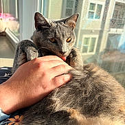 Violet Chachki is registered to the contest to win money with this photo: cat, gray_cat, hand, licking, window, sunlight, furry, pet, indoor, cozy, relaxed, animal, domestic, closeup, human_hand, fur, resting, paw, natural_light, window_sill
