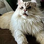 Milo is registered to the contest to win money with this photo: cat, fluffy, white_fur, long_whiskers, pet, animal, indoor, closeup, face, paw, fur, relaxed, cute, mammal, whiskers, portrait, domestic_cat, feline, soft, curious