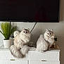 cat, fluffy_cat, indoor, furniture, dresser, potted_plant, decor, television, white, modern, pets, domestic_cat, two_cats, curious, sitting, feline, living_room, houseplant, decorative_bust, tail