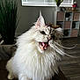 Milo is registered to the contest to win money with this photo: cat, fluffy, white, indoor, pet, whiskers, mouth_open, fur, animal, cute, domestic, plant, window_blinds, furniture, shelf, flooring, home, portrait, closeup, expression