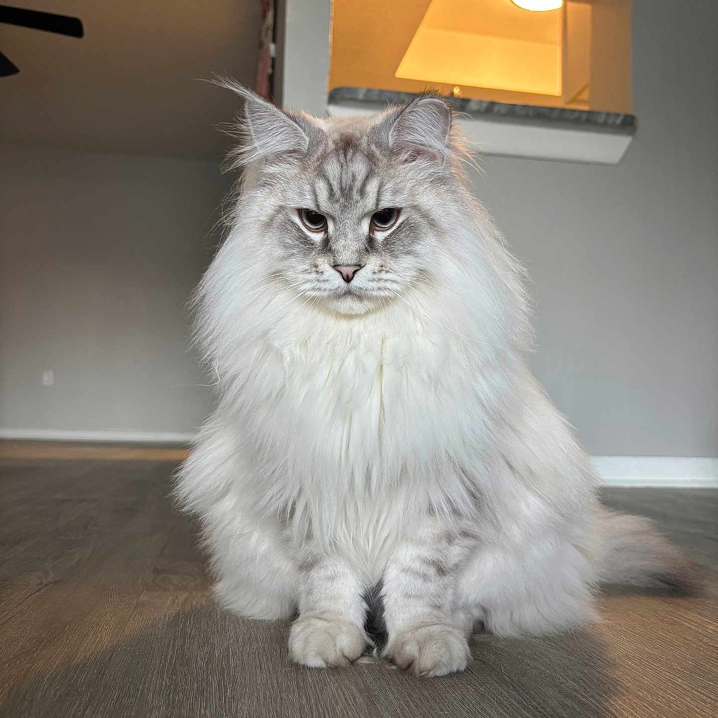 Milo joined the competition — help win amazing prizes! animal, cat, cute, domestic_cat, feline, flooring, fluffy, furry, gray, home_interior, indoor, long_hair, modern, pet, portrait, serious_expression, sitting, white, window, wooden_floor