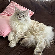 Milo is registered to the contest to win money with this photo: cat, fluffy, long_hair, couch, pink_pillow, indoor, relaxed, pet, animal, feline, resting, soft_light, window_blinds, living_room, domestic, cozy, fur, whiskers, paw, tail