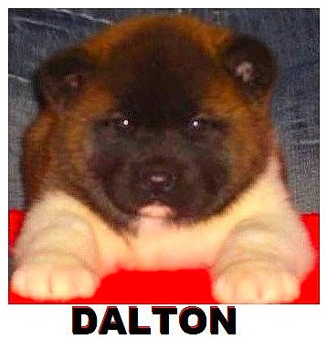 Dalton a rejoint le concours — aidez-le/la à gagner de superbes lots ! ancient_dog_breeds, canidae, carnivore, companion_dog, dog, dog_breed, event, fawn, font, fur, liver, paw, photo_caption, pug, puppy_love, snapshot, snout, sporting_group, toy_dog, working_animal