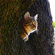 Kiwi a rejoint le concours — aidez-le/la à gagner de superbes lots ! cat, tabby, tree, bark, nature, animal, outdoor, wildlife, curious, fur, whiskers, eyes, sunlight, hollow, mammal, pet, alert, closeup, daytime, forest