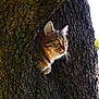cat, tabby, tree, bark, nature, animal, outdoor, wildlife, curious, fur, whiskers, eyes, sunlight, hollow, mammal, pet, alert, closeup, daytime, forest