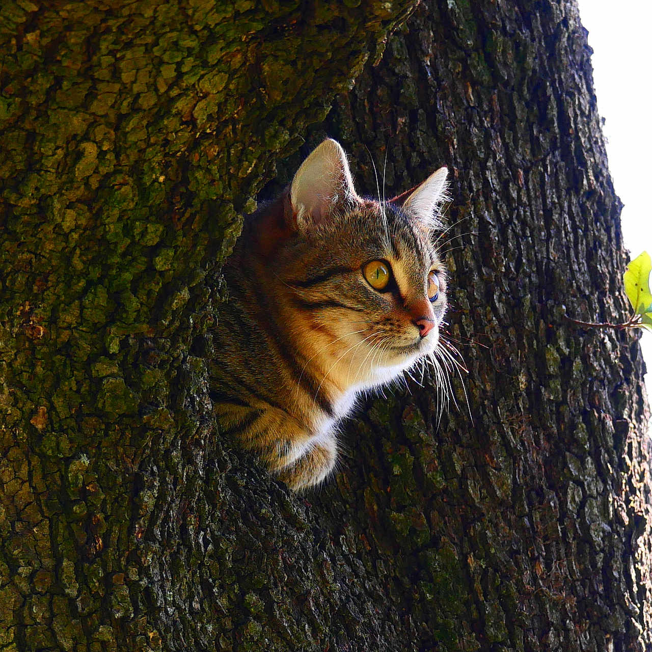 Kiwi a rejoint le concours — aidez-le/la à gagner de superbes lots ! alert, animal, bark, cat, closeup, curious, daytime, eyes, forest, fur, hollow, mammal, nature, outdoor, pet, sunlight, tabby, tree, whiskers, wildlife