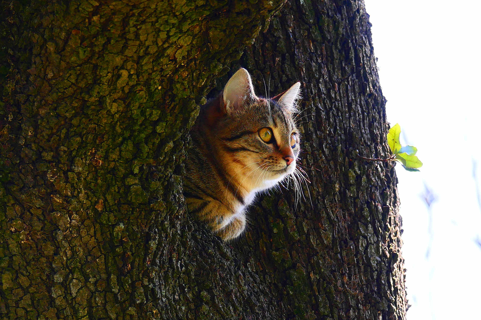 Kiwi a rejoint le concours — aidez-le/la à gagner de superbes lots ! cat, tabby, tree, bark, nature, animal, outdoor, wildlife, curious, fur, whiskers, eyes, sunlight, hollow, mammal, pet, alert, closeup, daytime, forest