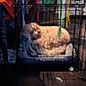 Bizcocho is registered to the contest to win money with this photo: animal, blanket, cozy, crate, curled_up, curly_hair, dog, furniture, home, indoor, metal_bars, pet_bed, quiet, relaxation, resting, ribbons, shadow, sleeping, soft_texture, wooden_floor