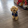 animal, blue_jacket, cardboard_box, curious, curly_fur, cute, decorative_statues, dog, domestic_animal, flooring, furniture, home_interior, indoor, looking_at_camera, pet, red_flowers, sitting, small_dog, toy_or_figurine, wooden_floor