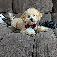 Bizcocho is registered to the contest to win money with this photo: adorable, animal, bow_tie, brown_furniture, companion, couch, cozy, curious, cute, cute_pet, dog, domestic, fluffy, furry, indoor, lying_down, pet, relaxed, small_dog, tail