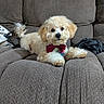 adorable, animal, bow_tie, brown_furniture, companion, couch, cozy, curious, cute, cute_pet, dog, domestic, fluffy, furry, indoor, lying_down, pet, relaxed, small_dog, tail