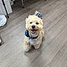 Bizcocho joined the competition — help win amazing prizes! animal, bandana, canine, curly_fur, cute, dog, domestic_animal, flooring, footwear, friendly, fur, happy, indoor, looking_up, pet, small_dog, smiling, storage, toy_or_accessory, wood_floor