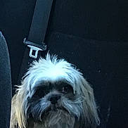 Max joined the competition — help win amazing prizes! animal, black, car_interior, car_seat, companion, cute, dog, domestic_animal, face, fluffy, friendly, fur, indoor, looking, pet, portrait, seatbelt, shaggy, small_dog, white