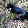 Pépite a rejoint le concours — aidez-le/la à gagner de superbes lots ! alert, animal, black_dog, branches, canine, dog, forest, ground, leaves, moss, nature, outdoor, pine_cones, resting, rock, sunlight, tongue_out, trees, wildlife, woodland