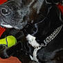 dog, black_dog, chain_collar, tennis_ball, couch, indoor, pet, close_up, relaxed, animal, fur, paw, snout, ear, resting, squinting, domestic_animal, canine, toy, furniture