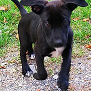 Pépite a rejoint le concours — aidez-le/la à gagner de superbes lots ! animal, black_dog, canine, closeup, curious, cute, daylight, dog, ears, grass, gravel, greenery, nature, outdoor, path, pet, playful, puppy, walking, young_dog