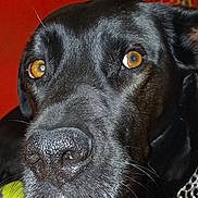 Pépite participe au concours pour gagner de l'argent avec cette photo : dog, black_dog, close_up, amber_eyes, nose, fur, collar, chain_collar, couch, red_couch, tennis_ball, pet, indoor, laying_down, animal, portrait, whiskers, looking_away, domestic_animal, canine