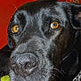 dog, black_dog, close_up, amber_eyes, nose, fur, collar, chain_collar, couch, red_couch, tennis_ball, pet, indoor, laying_down, animal, portrait, whiskers, looking_away, domestic_animal, canine